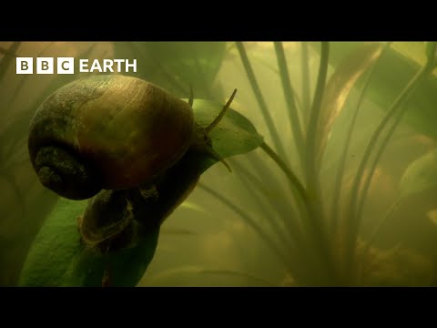 Giant Snail Uses “Snorkel” to Breathe Underwater | How Nature Works | BBC Earth