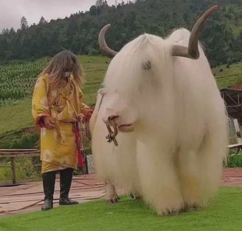 Tibetan white yak
