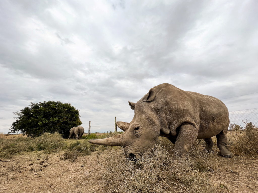 Can science save the northern white rhino from extinction and even bring back the dodo?