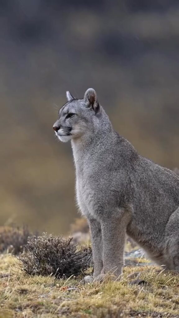 🔥The Cougar (Puma Concolor)