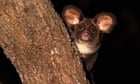 After 25 years, logging and bushfires, a greater glider has been spotted in Deongwar state forest