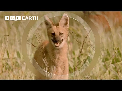 The Rare and Elusive Maned Wolf | How Nature Works | BBC Earth