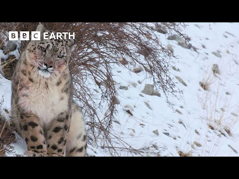 Slow Down with Snow Leopards | Mammals | BBC Earth