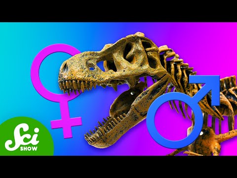 How Do We Figure Out The Sex … Of A Fossil?