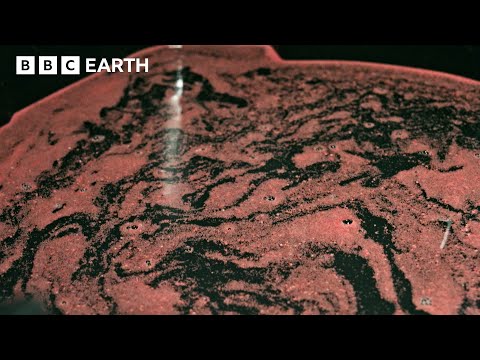 Using IVF to Save Coral | Changing Planet: Coral Special | BBC Earth Science