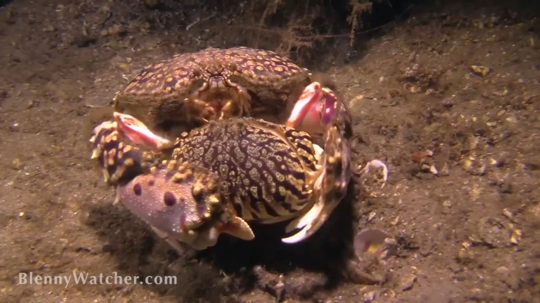 Male Box Crab protects his tiny GF while she molts.
