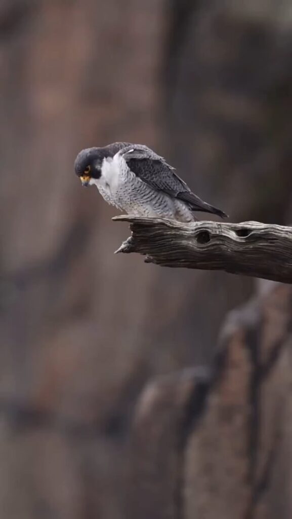 🔥 Male Peregrine Falcon takeoff.