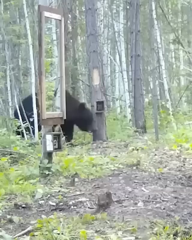 Bear reacts to a mirror