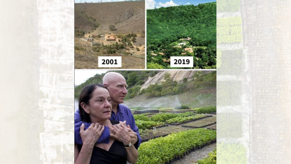 Couple in Brazil Planted More Than 2M Trees in 20 Years To Recreate Forest?