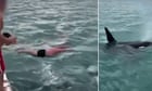 ’Shocking’ and ‘stupid’: New Zealand man fined after attempting to ‘body slam’ an orca  – video