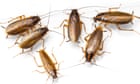 Where is the German cockroach actually from? We tested its DNA to trace its true origins