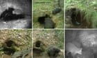 A kangaroo, a possum and a bushrat walk into a burrow: research finds wombat homes are the supermarkets of the forest