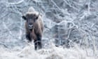 Herd of 170 bison could help store CO2 equivalent of almost 2m cars, researchers say