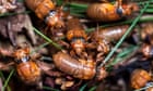 In their prime: how trillions of cicadas pop up right on time – podcast