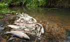 Fish deaths in England’s rivers rise tenfold in four years