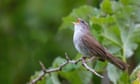Country diary: Explosive but elusive, what a bird the Cetti’s warbler is | Derek Niemann