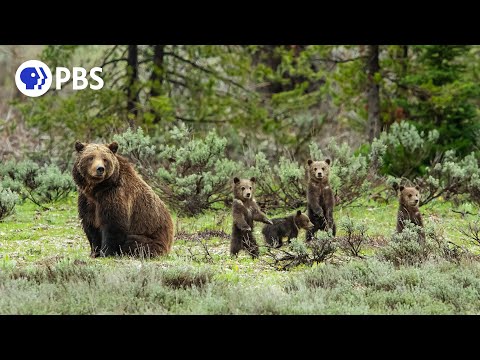 Meet the Most Famous Grizzly in the World