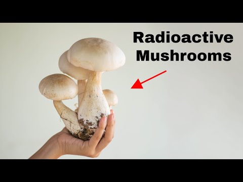 Why Is There Cesium-137 in Mushrooms?