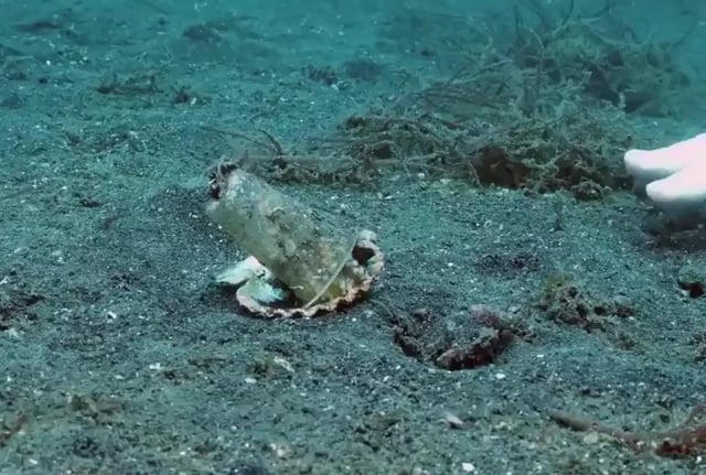A diver helps an octopus trade his plastic cup for a seashell