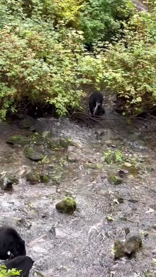 Baby bear shows off his catch to the wrong mom