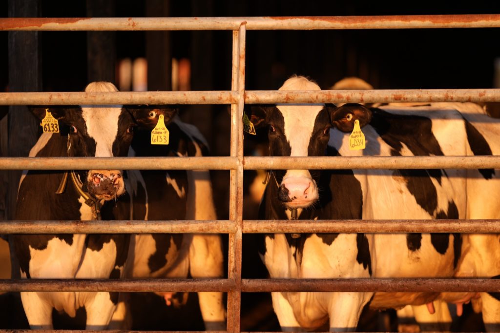 Why scientists are concerned about the latest transmission of bird flu to cows