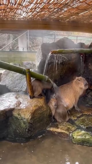 Adorable Capybaras