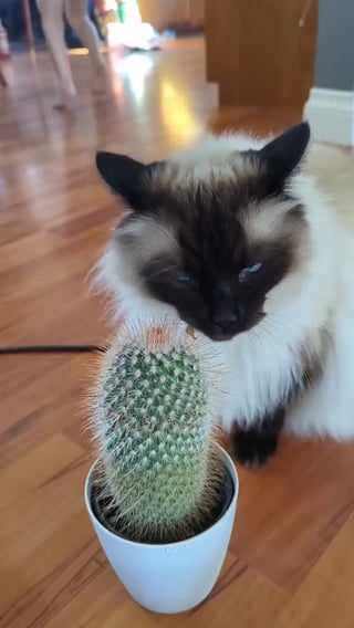 Bought a cactus to get the cat to stop eating my plants, but now she thinks it’s a scratching post