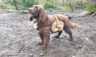 Backpack-wearing dogs enlisted to rewild urban nature reserve in Lewes