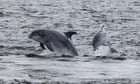 Wildlife enthusiasts called on to help record dolphins and whales on UK coast