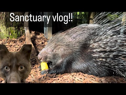 Sanctuary vlog!!