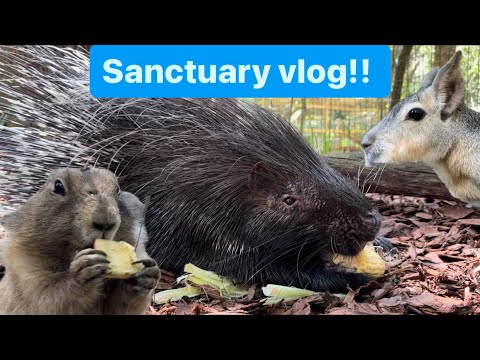 Sanctuary vlog! Porcupine, prairie dogs, baby gator!