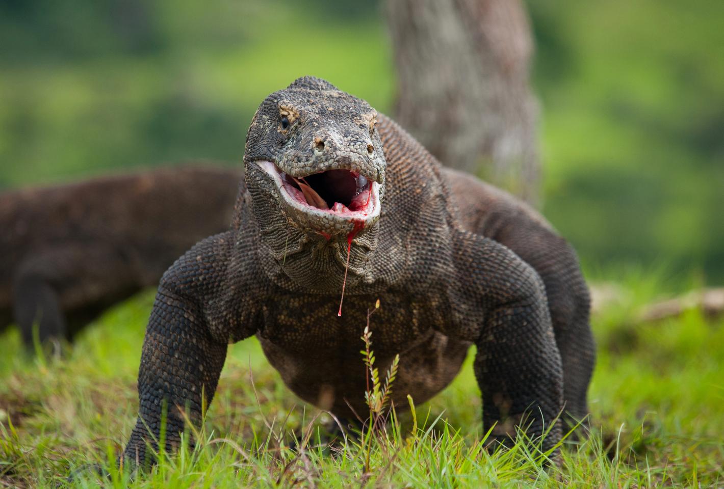 Metal mouth – Komodo dragons’ teeth found to have a sharp iron coating