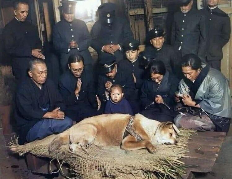 Last picture of Hachiko, the faithful dog who waited for over 9 years outside Shibuya Station for his master to return even after he had died. (1935)