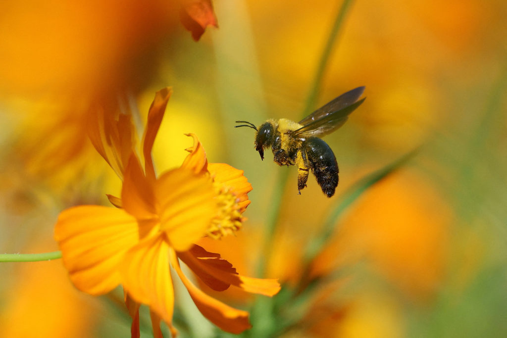 Why bees and human shoppers have more in common than you think