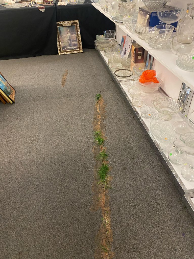 Grass growing in local thrift store