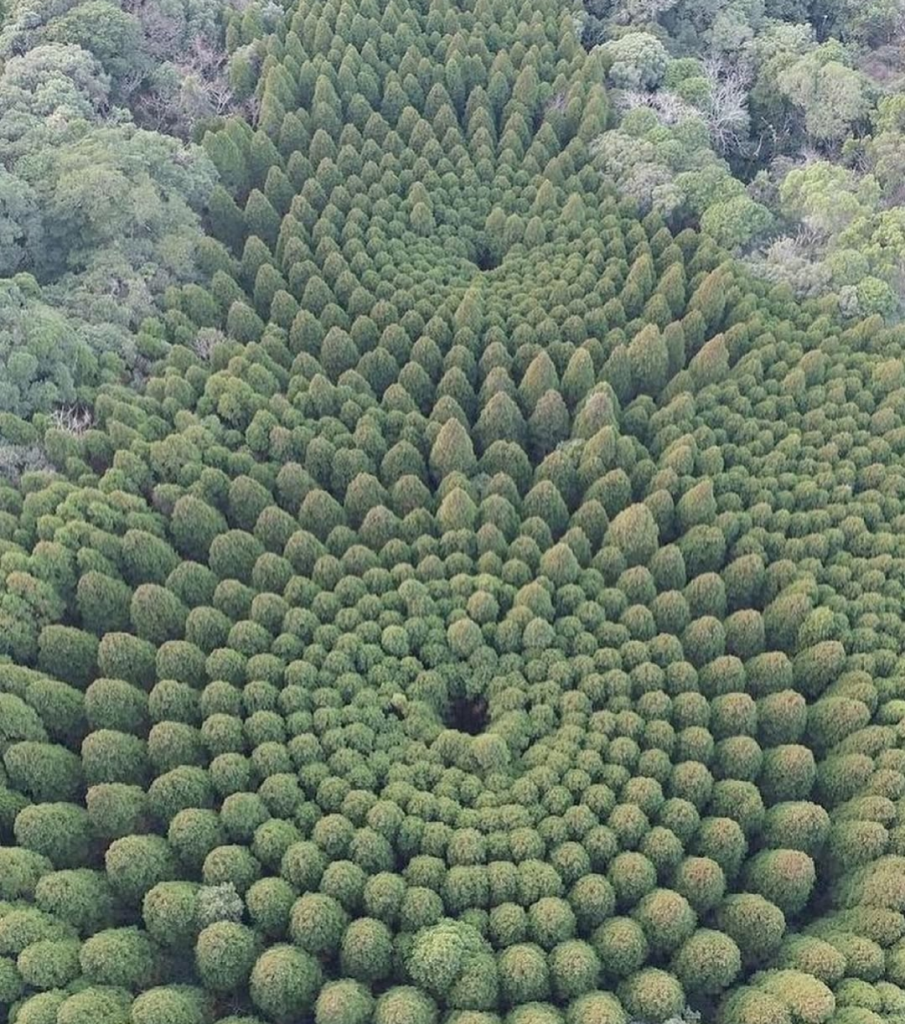 “Experimental forestry” in Japan to measure the effect of tree density on growth