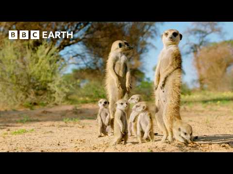 What’s it Like to be a Meerkat? | Animals With Cameras | BBC Earth