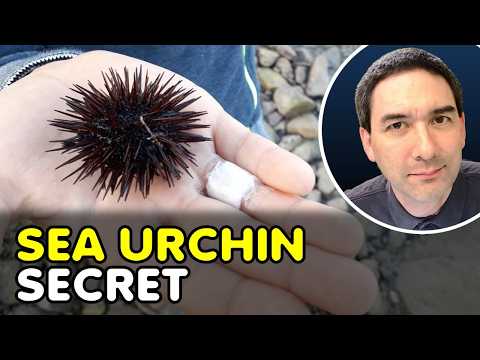 Sea Urchin Under the Microscope – literally!