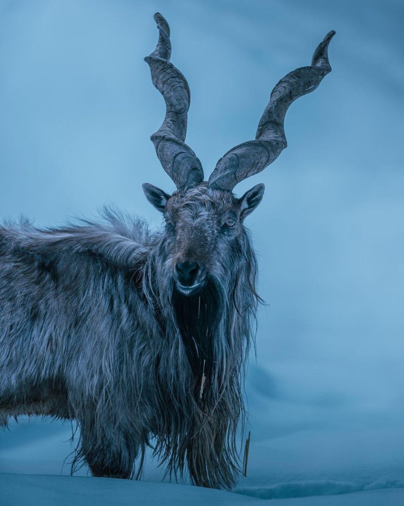 Markhor from the Mountains of Pakistan. Capra falconeri