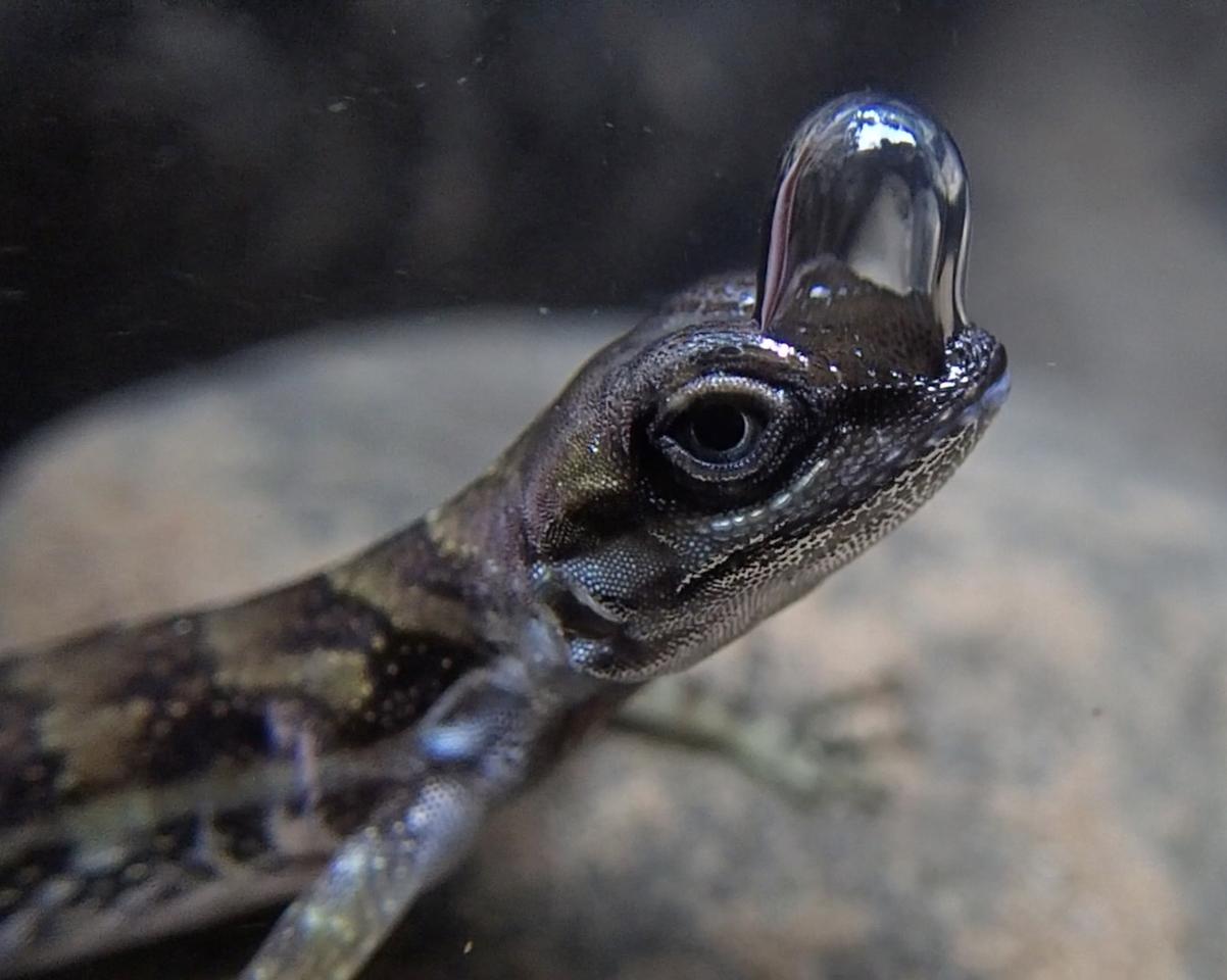 Bubble-blowing lizard scuba dives to avoid predators