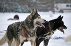 TIL that due to their long association with humans, dogs have evolved the ability to thrive on a starch-rich diet, which would be inadequate for other…