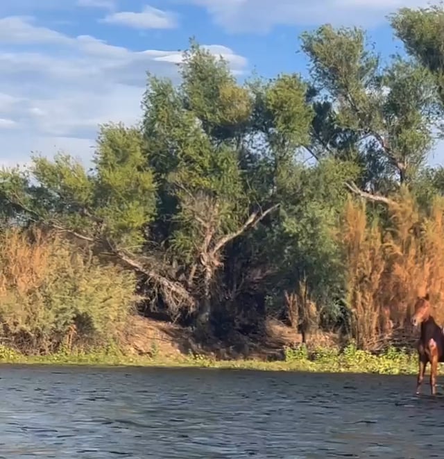 Horses floating down a river.