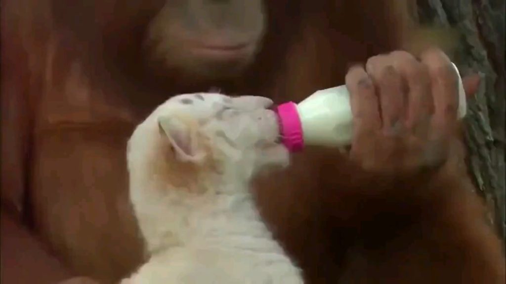 Orangutan being gentle with tiger cub