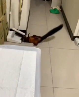 Squirrel knocks broom down then pretends to be a victim