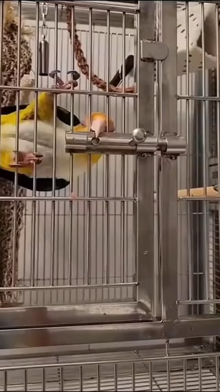 Escape artist