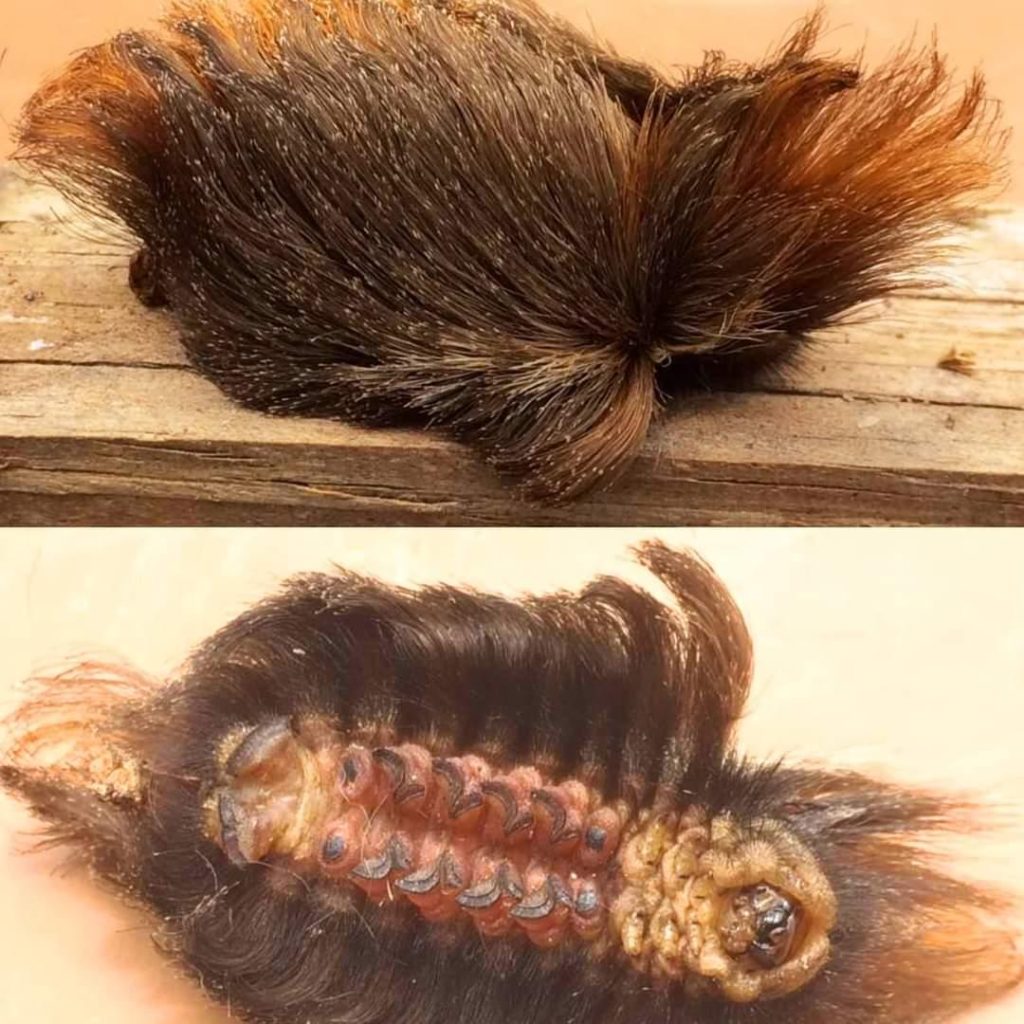 This is not a clump of hair — it’s one of the most venomous caterpillars in the US: Puss caterpillar