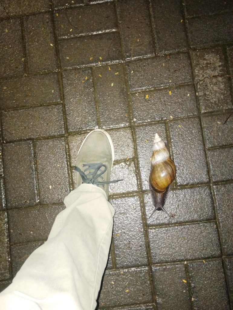 Big snail I found. Foot for scale