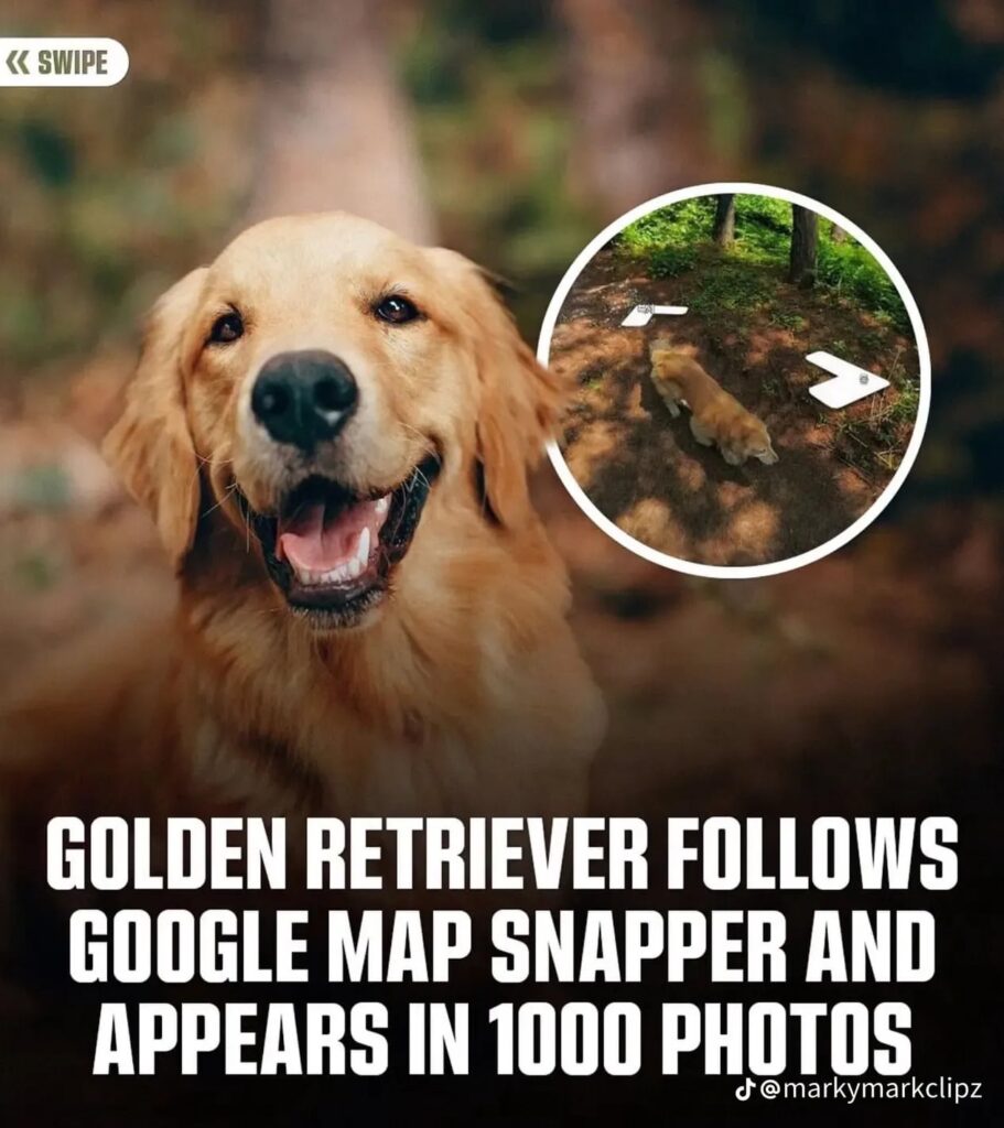 This Golden Retriever followed a Google Map Snapper and appeared in over 1000 photos