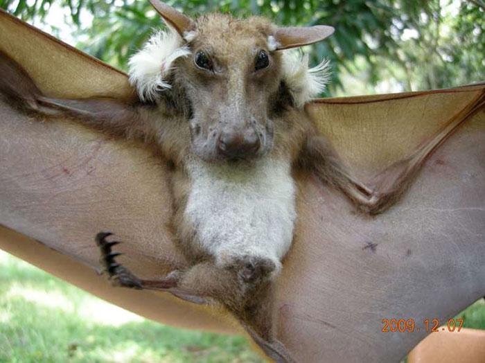 Buettikofer’s epauletted fruit bat is a species of megabats that can be found in Ivory Coast, Ghana, Guinea, Guinea-Bissau, Liberia, Nigeria, Senegal,…