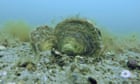 Europe’s exhausted oyster reefs ‘once covered area size of Northern Ireland’